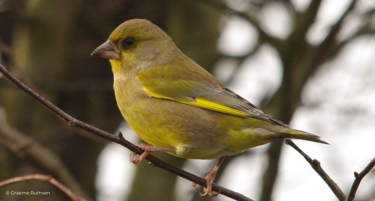 Bird sat on branch in tree, Isle of Wight